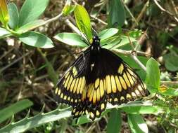 Image of Papilio hellanichus Hewitson 1868