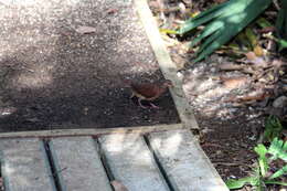 Image of Ruddy Quail-Dove