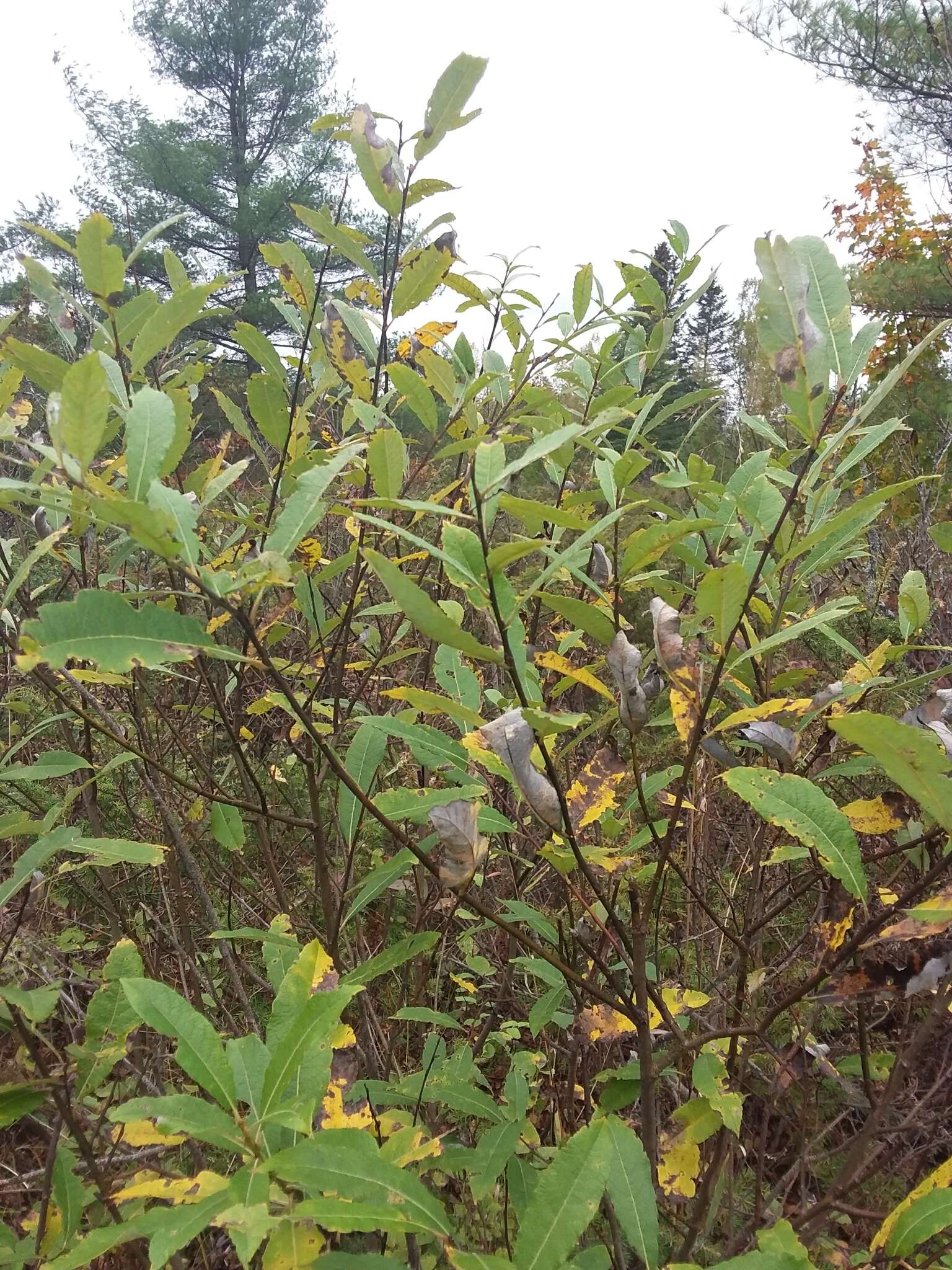 Image of prairie willow