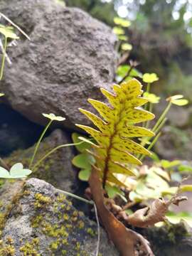 Image of Asplenium aureum Cav.