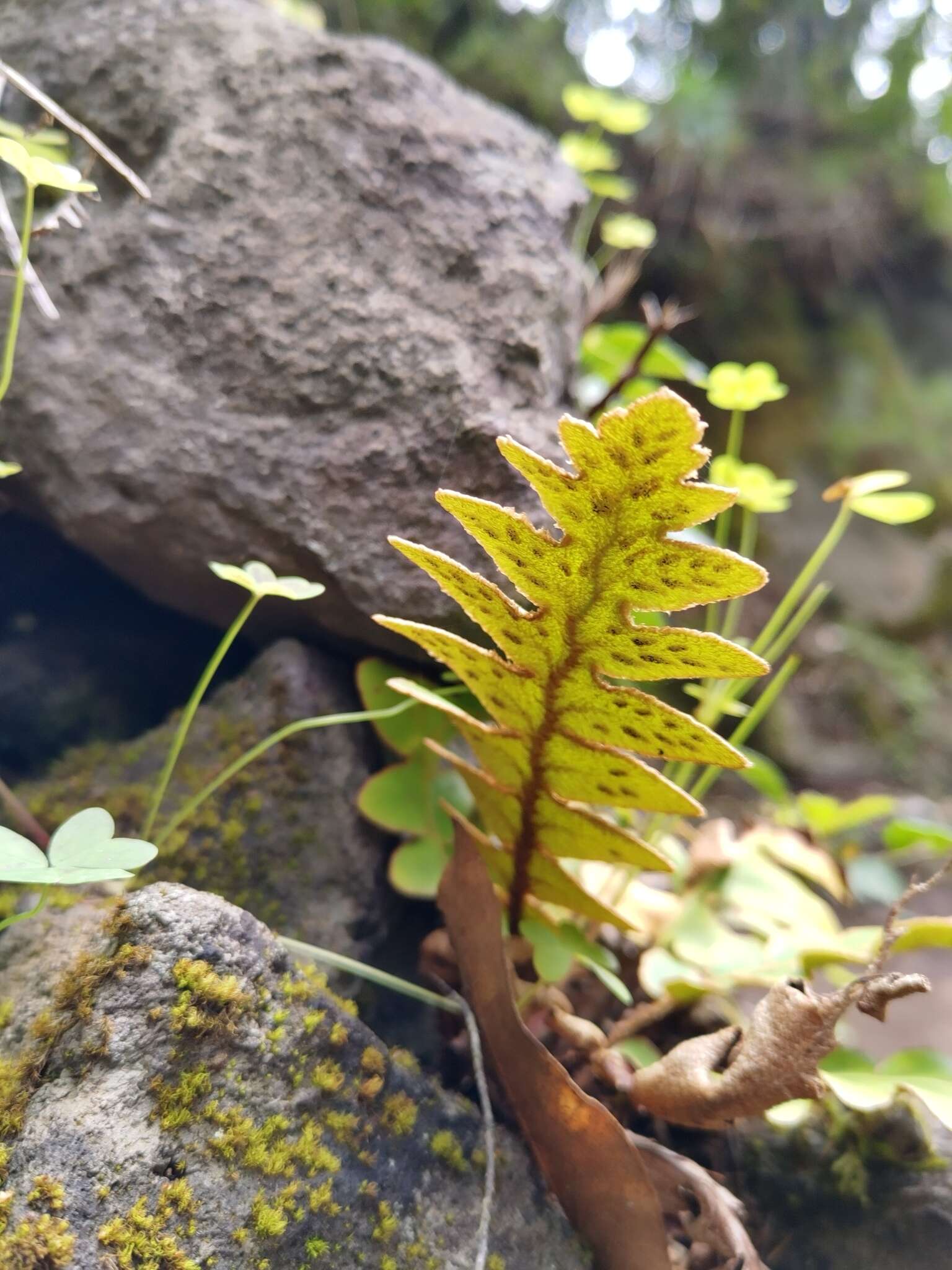 Imagem de Asplenium aureum Cav.