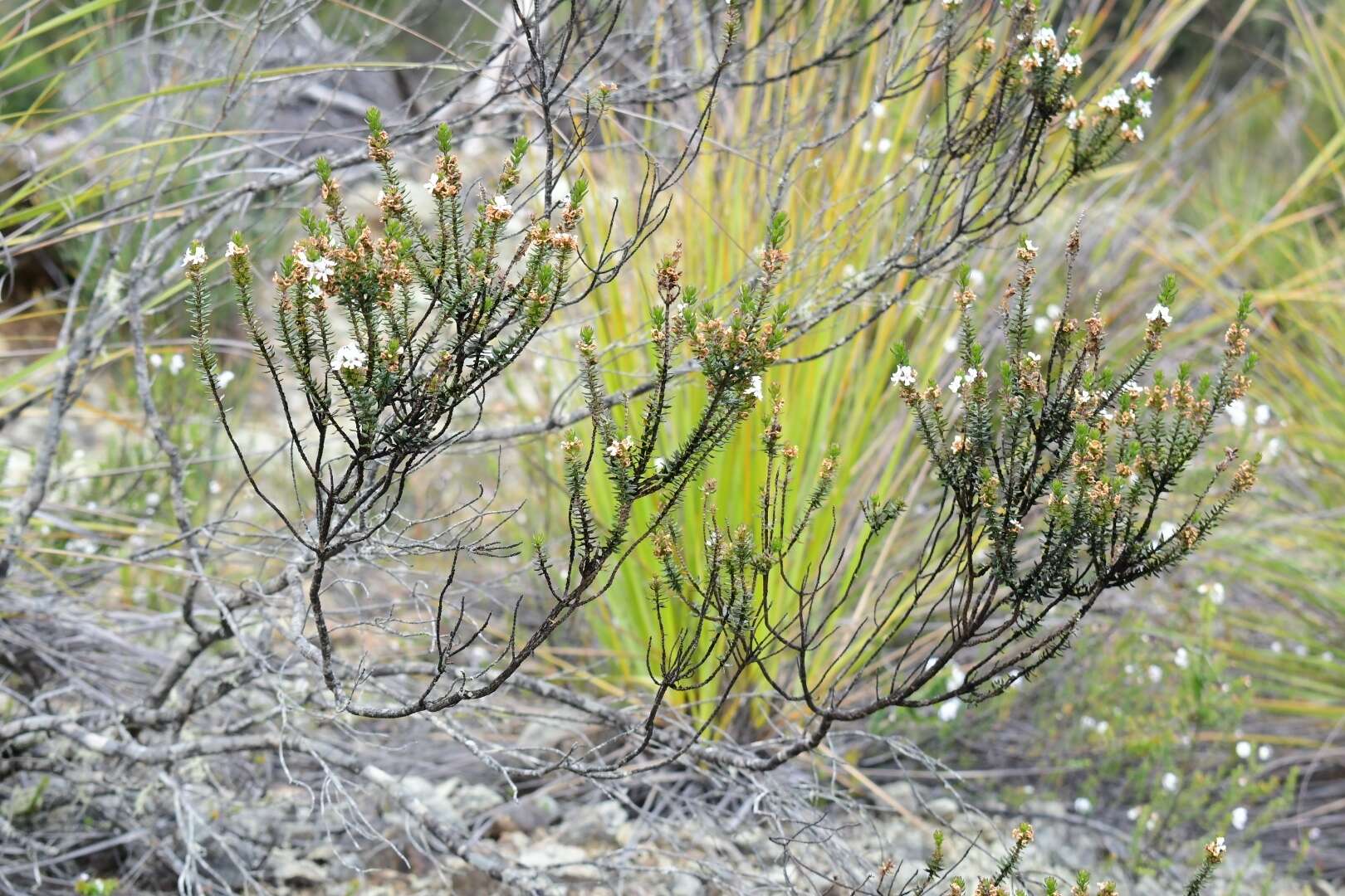 Image de Westringia rubiifolia R. Br.