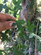 Image of Acer monspessulanum subsp. microphyllum (Boiss.) Bornm.