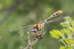 Imagem de Erpetogomphus compositus Hagen ex Selys 1858