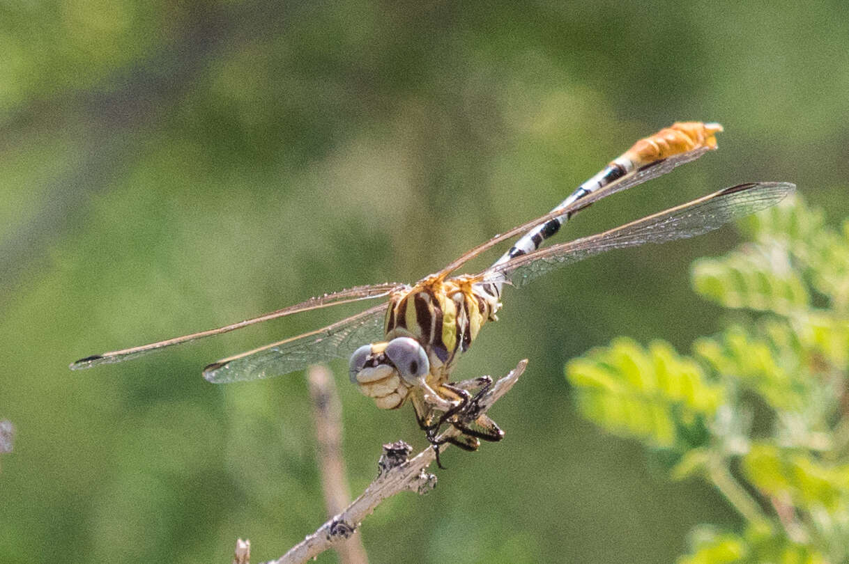 Imagem de Erpetogomphus compositus Hagen ex Selys 1858