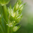 Image of clustered green gentian