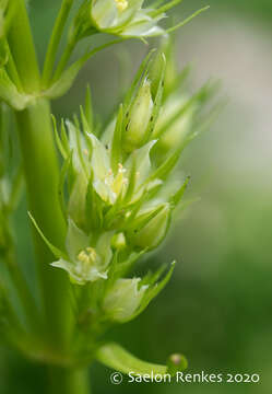 Image of clustered green gentian