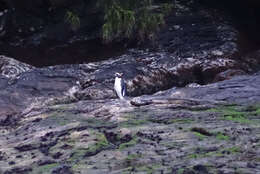 Image of Fiordland Crested Penguin