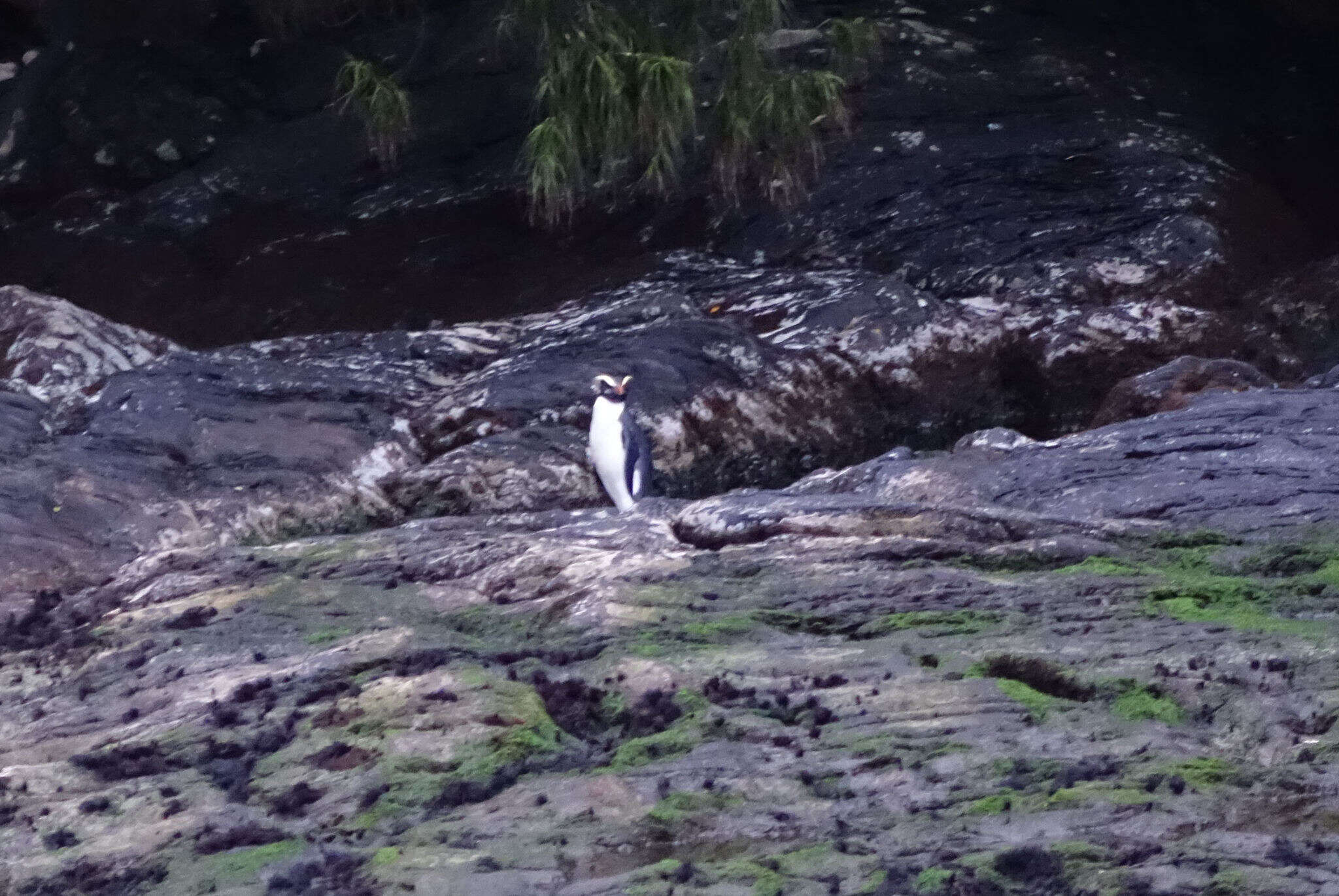 Image of Fiordland Crested Penguin