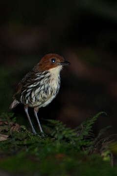 Image of Chestnut-crowned Antpitta