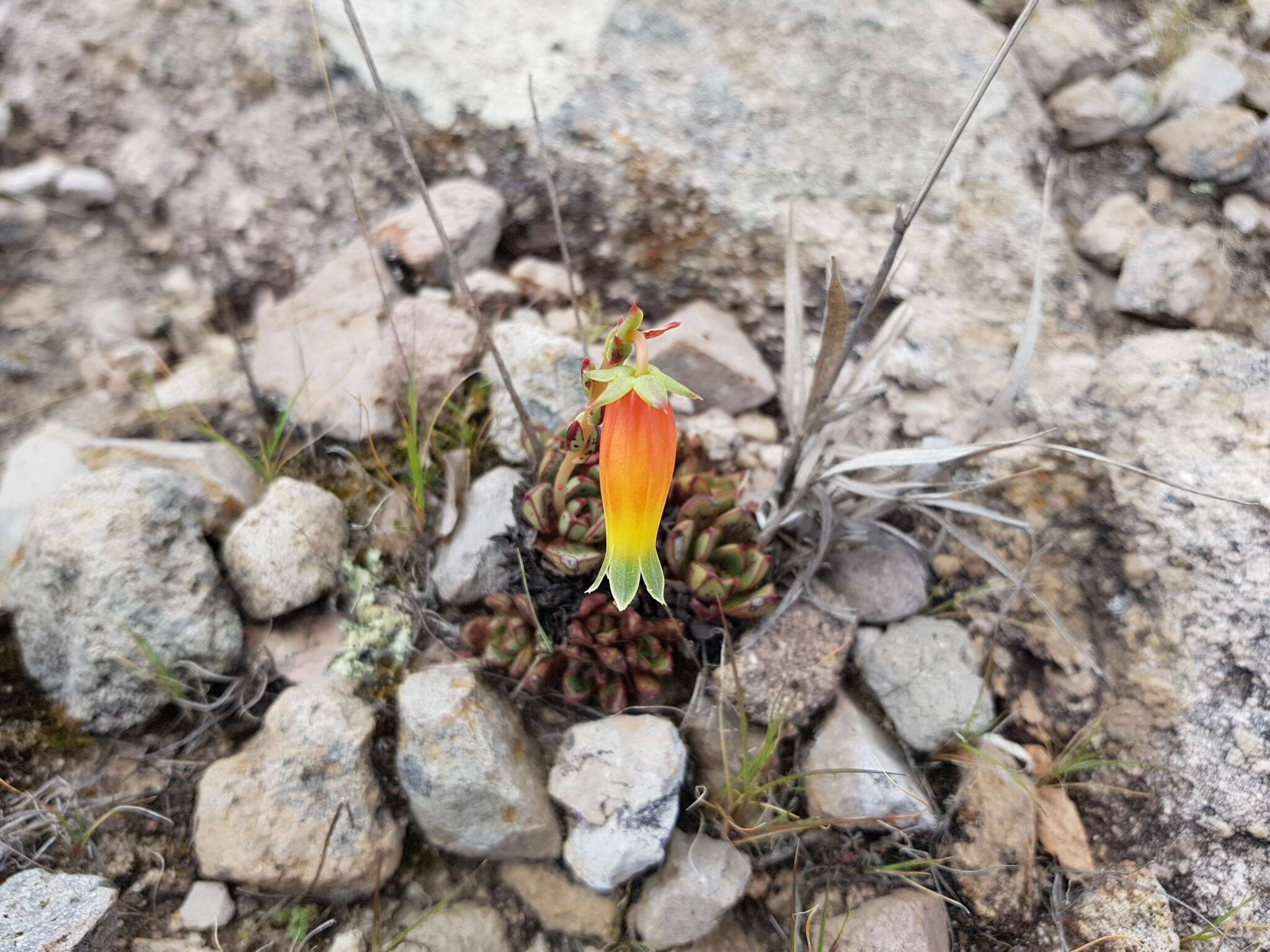 Sivun Echeveria longissima var. aztatlensis J. Meyrán kuva