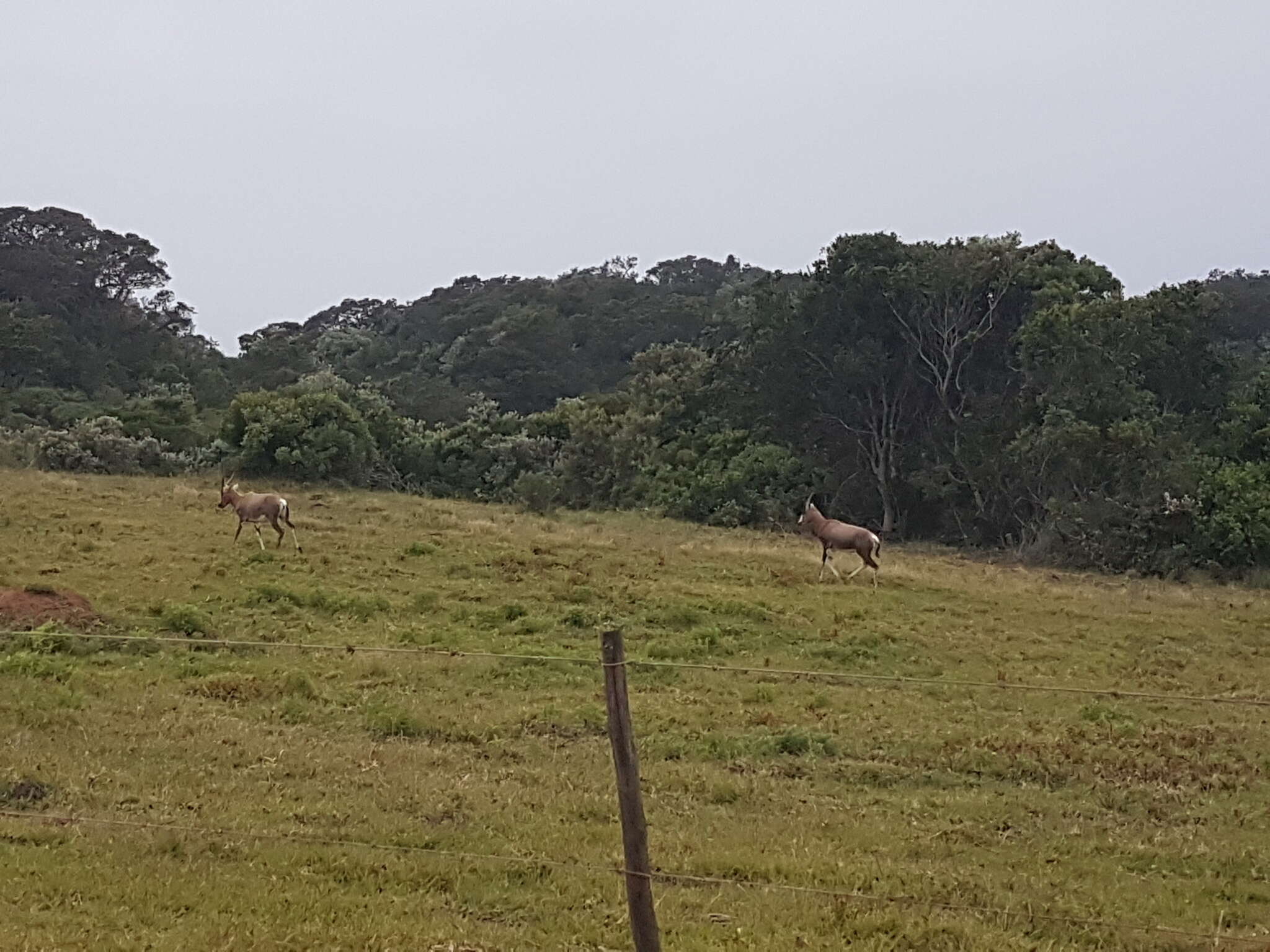 Image of Blesbok