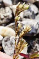 صورة Minuartia mucronata (L.) Schinz & Thell.