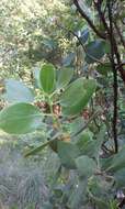 Слика од Arctostaphylos manzanita subsp. elegans (Eastw.) P. V. Wells