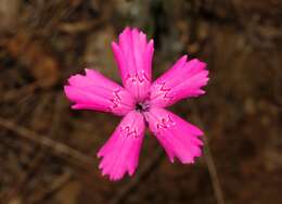 Image of Dianthus diffusus Sm.