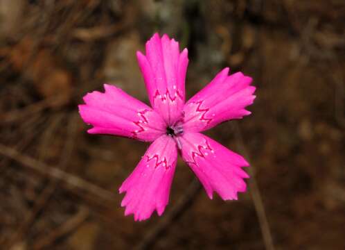 Image of Dianthus diffusus Sm.