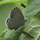 Image of Celastrina huegeli (Moore 1882)