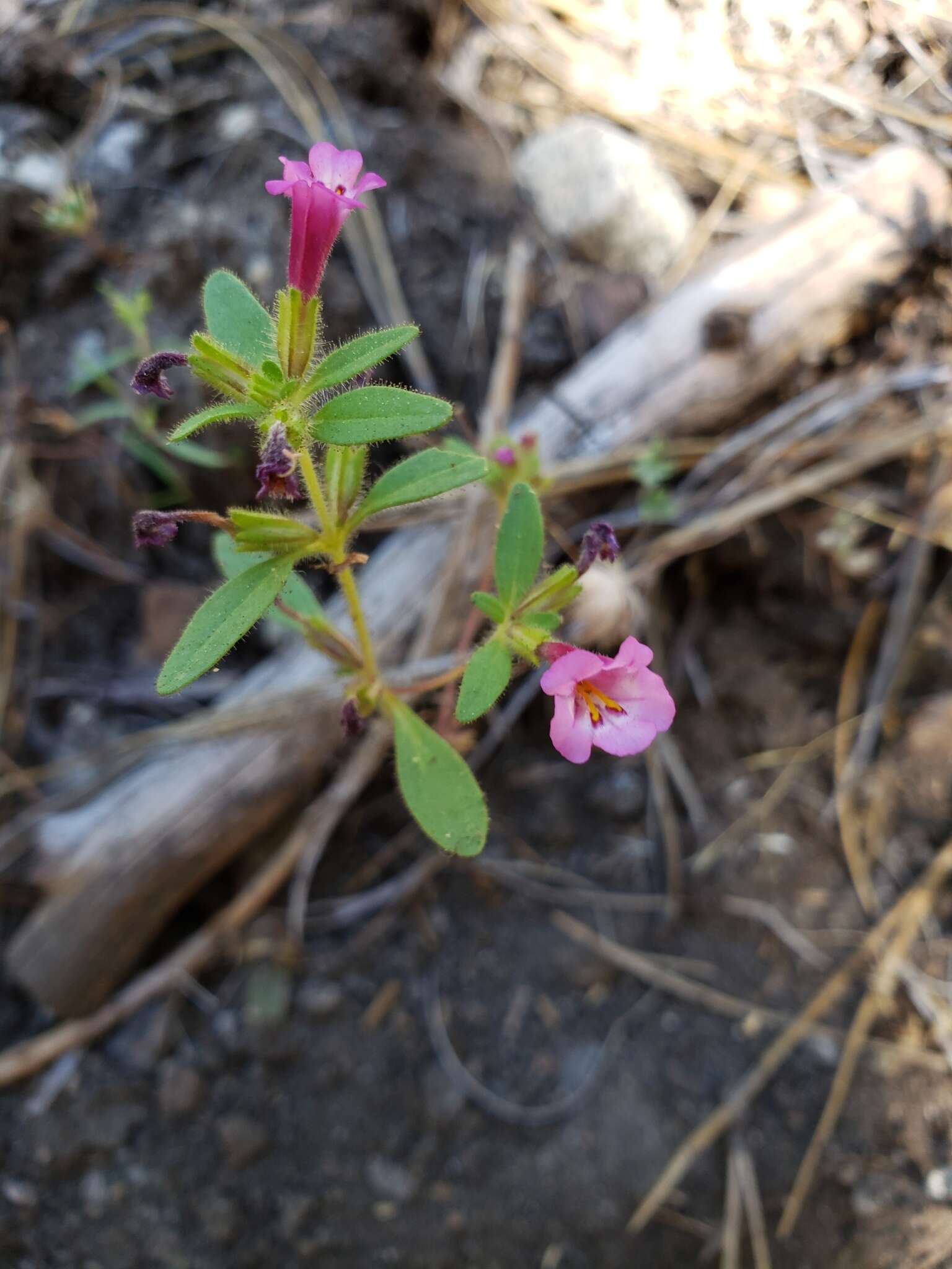 Image of Torrey's monkeyflower