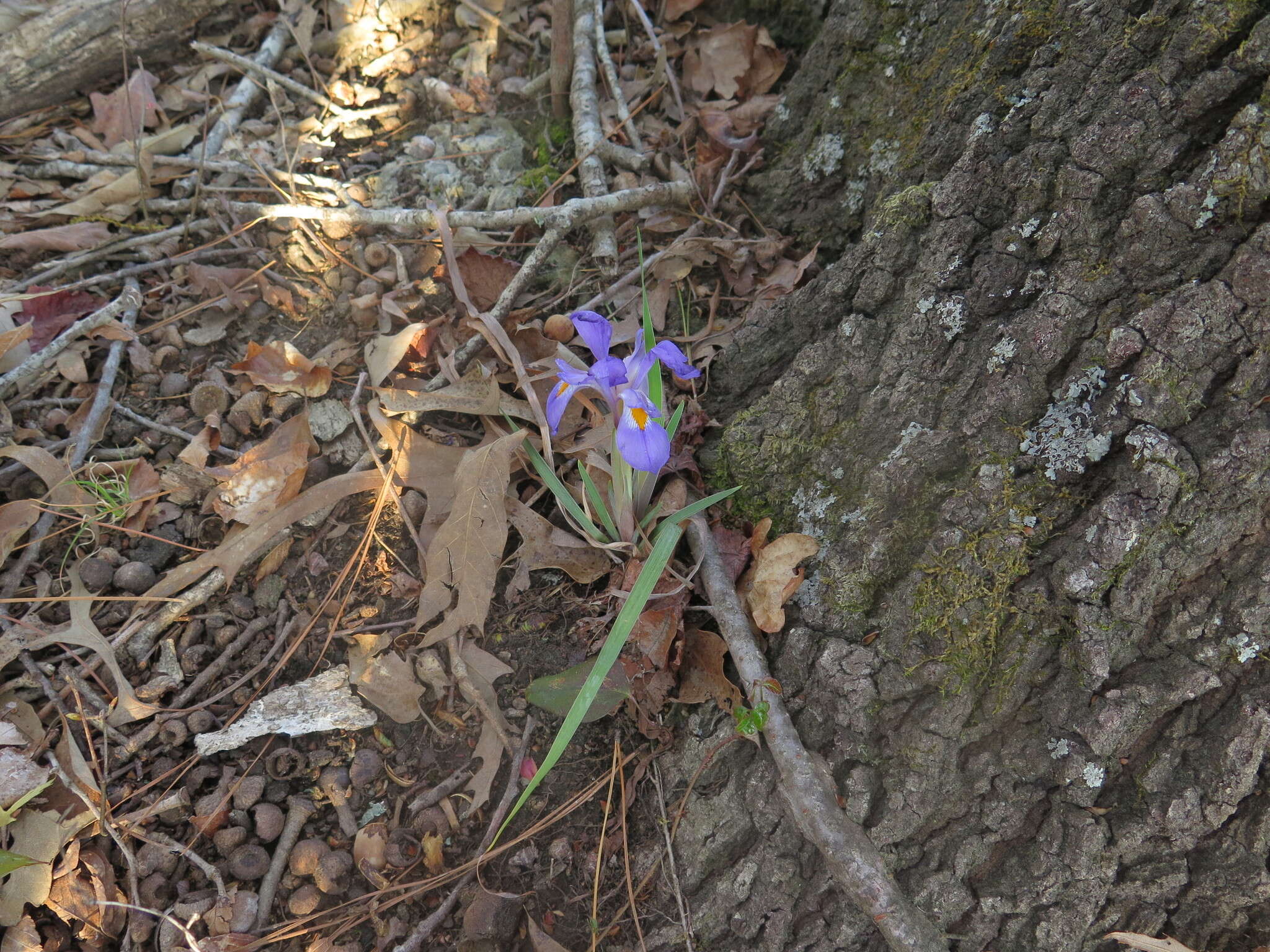 Image of dwarf violet iris