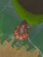 Image of Butler's Rice Frog
