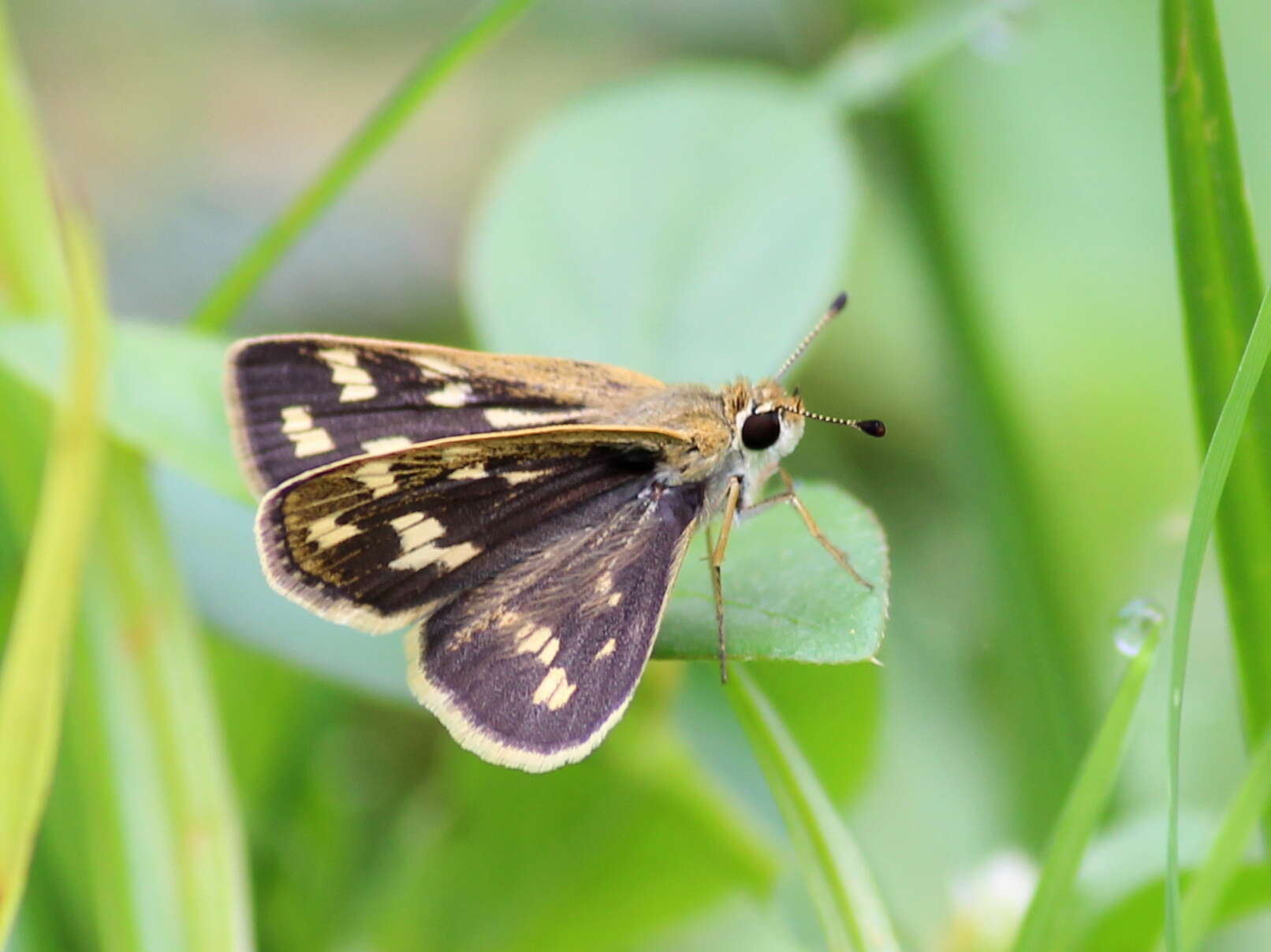 Image of Grey-veined Grass Dart