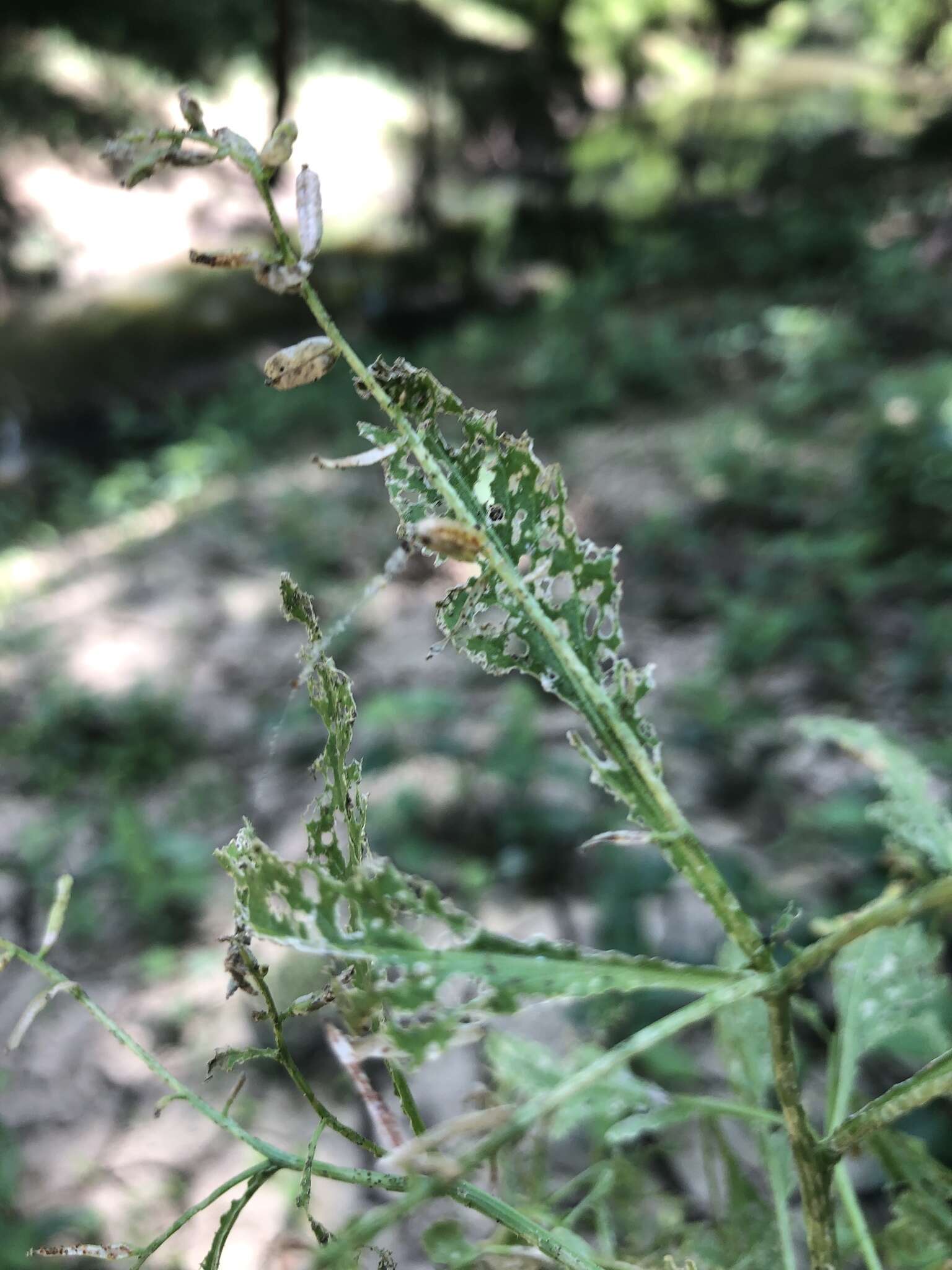 Image of Stalkless Yellowcress