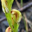 Pterostylis crebra的圖片