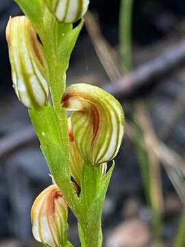 Image of Pterostylis crebra