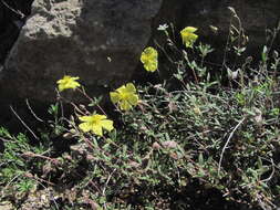 Helianthemum dagestanicum的圖片