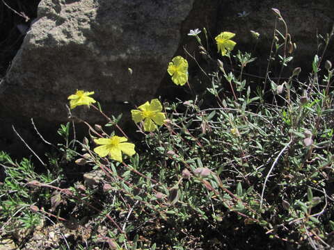 Helianthemum dagestanicum resmi