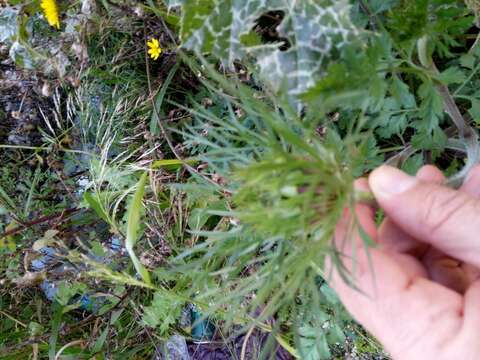 Imagem de Daucus carota subsp. maximus (Desf.) Ball