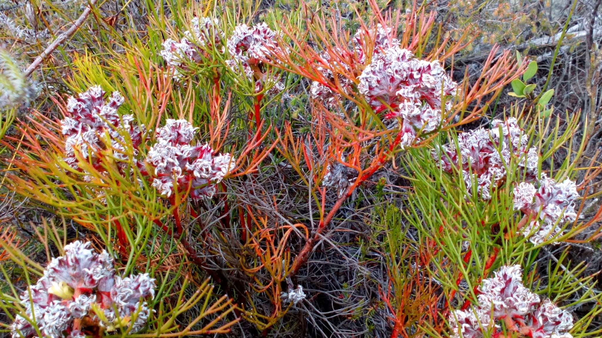 Image of Serruria ascendens (Lam.) R. Br.