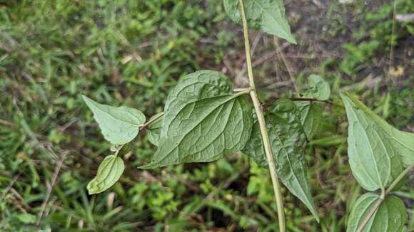 Image of Eupatorium amabile Kitam.