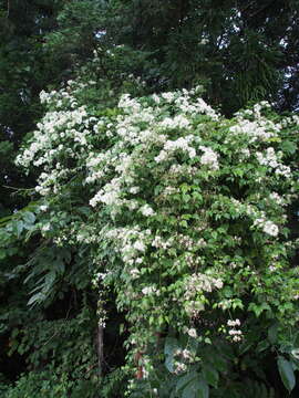 Imagem de <i>Clematis <i>apiifolia</i></i> var. apiifolia