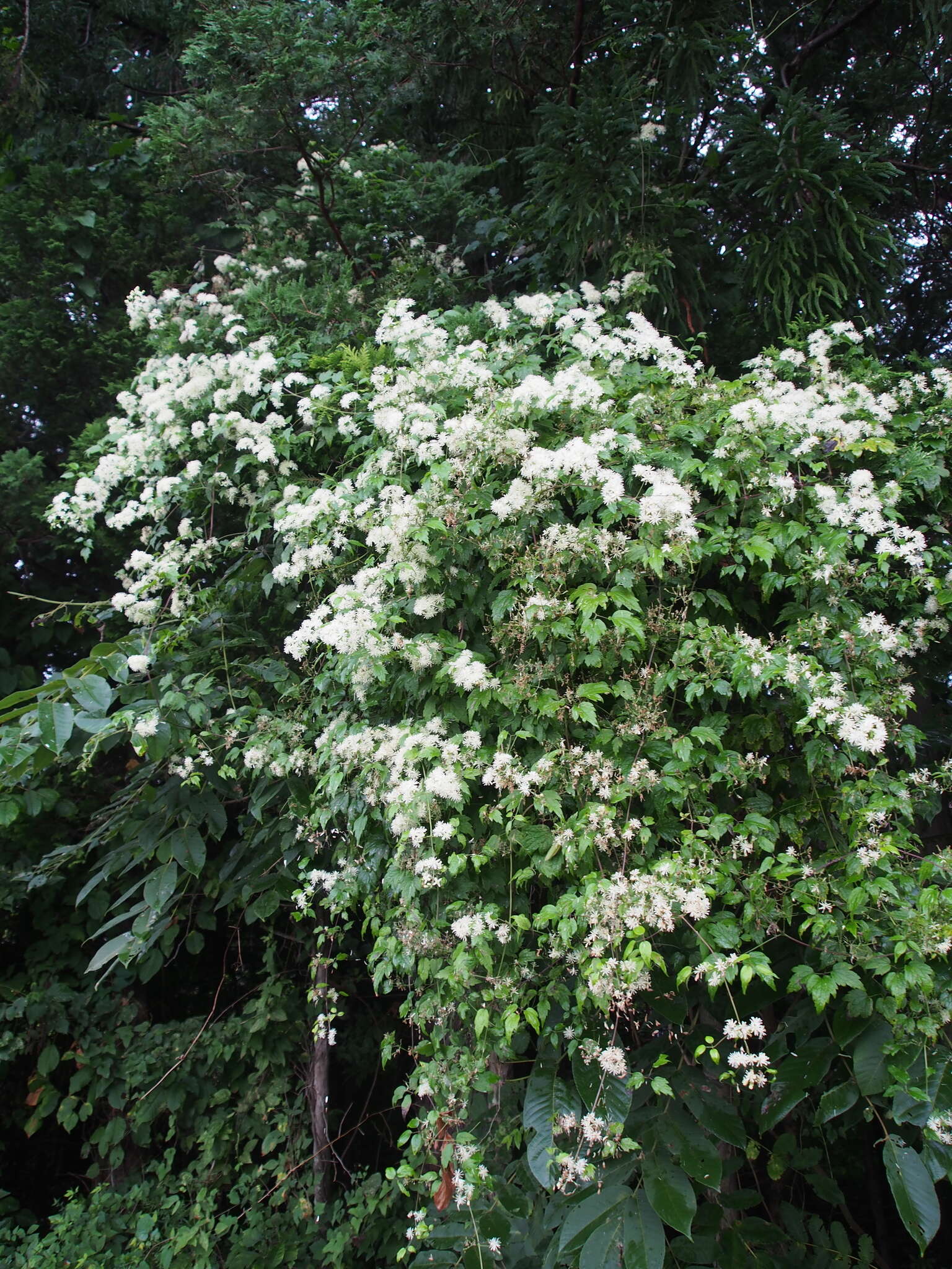 Image de <i>Clematis <i>apiifolia</i></i> var. apiifolia