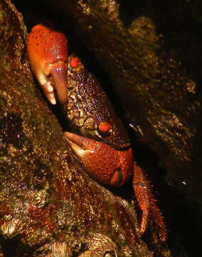 Image of rough redeye crab