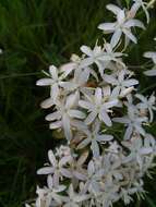 Sabatia macrophylla Hook. resmi