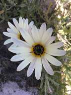 Image of African daisy