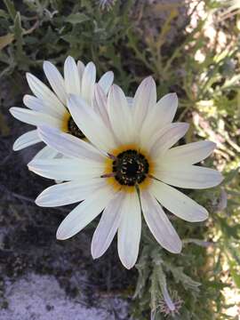 Image of African daisy