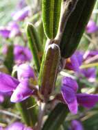 Image of Alpine Hovea