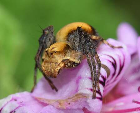 Image of Oxyopes flavipalpis (Lucas 1858)