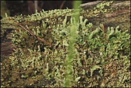 Plancia ëd Cladonia rigida (Hook. fil. & Taylor) Hampe