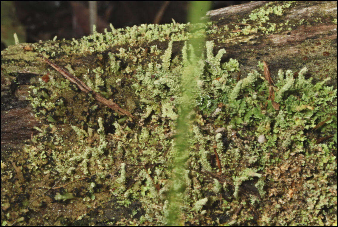 Plancia ëd Cladonia rigida (Hook. fil. & Taylor) Hampe