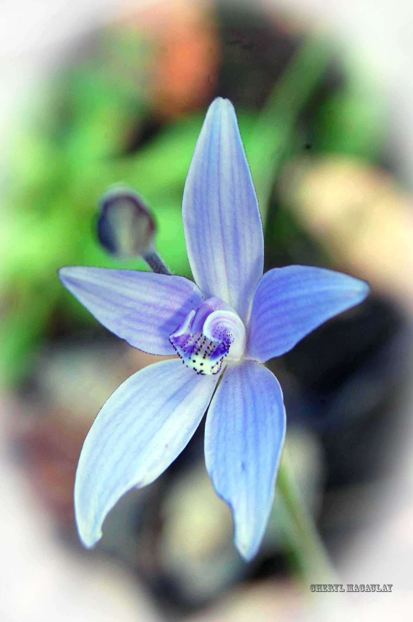 Caladenia sericea Lindl.的圖片