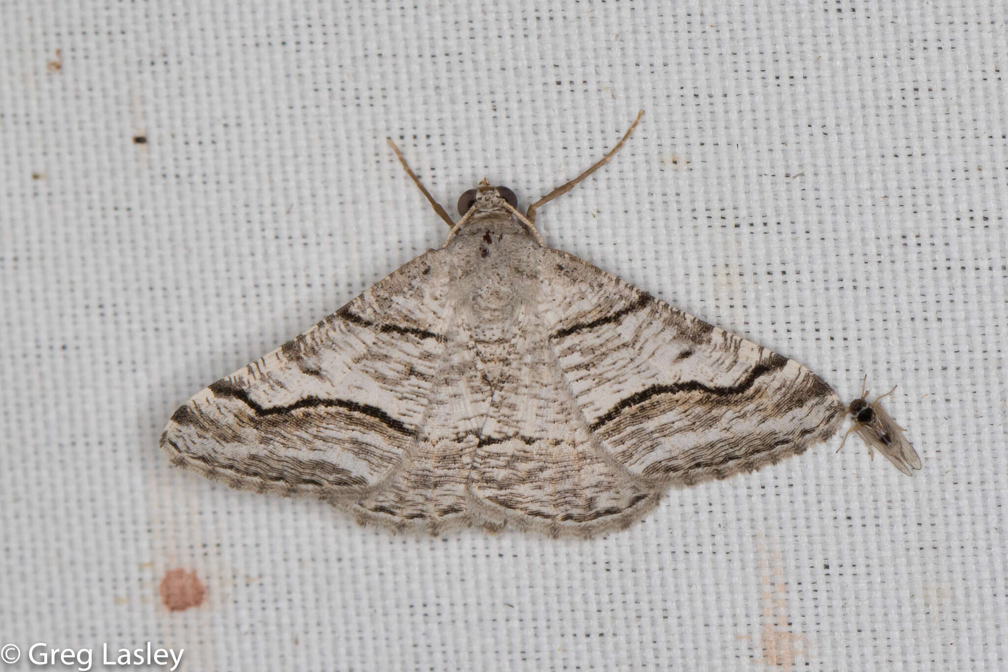 Image of <i>Digrammia pallorata</i> Ferguson (2008)