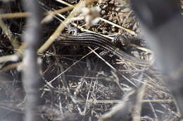 Image of Desert Grassland Whiptail