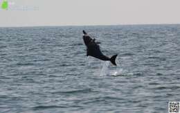 Image of Indian Humpback Dolphin