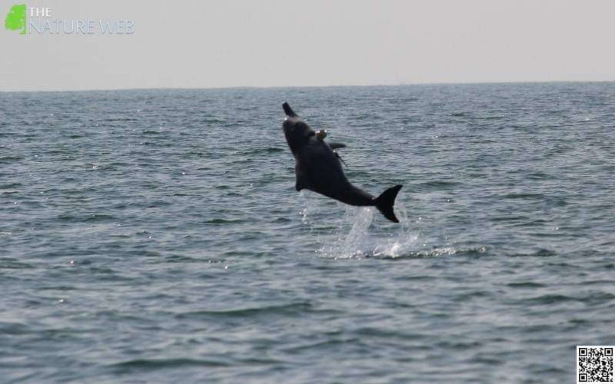 Image of Indian Humpback Dolphin