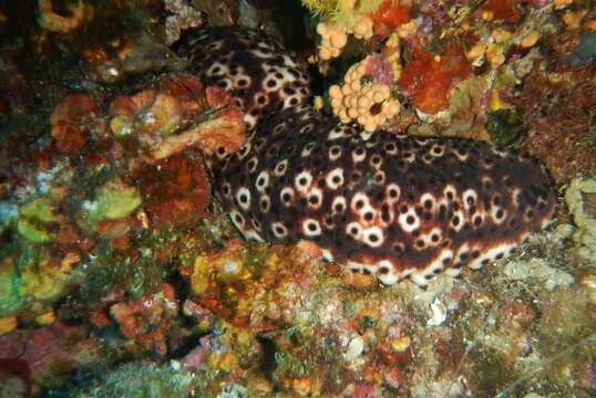 Image of Holothuria subgen. Platyperona Rowe 1969