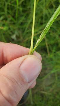 Panicum brachyanthum Steud. resmi